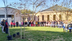 GIORNATA DELL'ALBERO: un nuovo tiglio alla scuola primaria di San Lorenzo